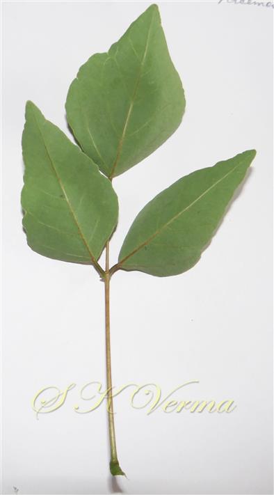  Leaf
